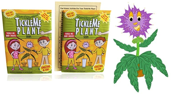 Purchase TickleMe Plant Seeds Packets (2)! Leaves Fold Together When You Tickle It. Great Science Fun, Green and Educational. Easy to Grow Indoors. It Can Flower. on Amazon.com