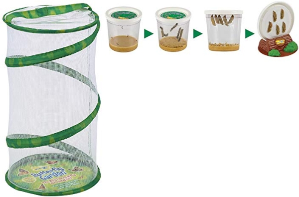 Purchase Insect Lore Butterfly Mini Garden Gift Set with Live Cup of Caterpillars Life Science & STEM Education on Amazon.com