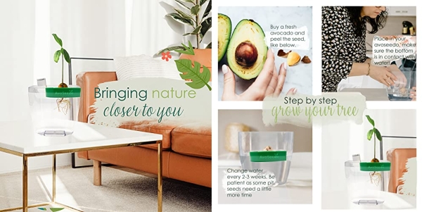 Purchase AvoSeedo Avocado Tree Growing Kit on Amazon.com