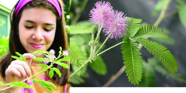 Purchase TickleMe Plant Seeds Packets (2) - Leaves Fold Together When You Tickle It on Amazon.com