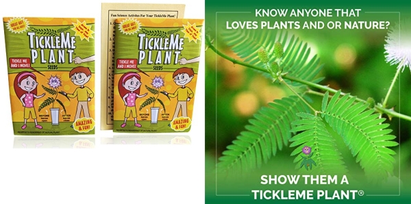 Purchase TickleMe Plant Seeds Packets (2) - Leaves Fold Together When You Tickle It on Amazon.com