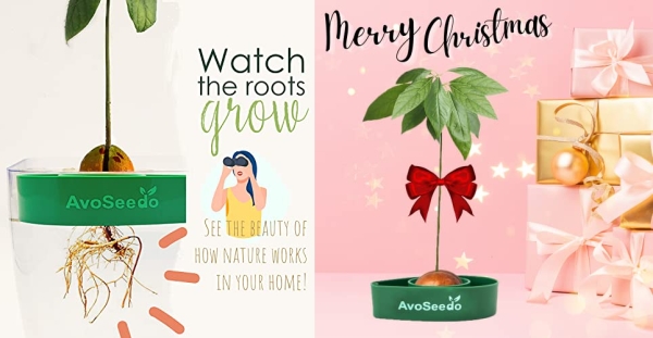Purchase AvoSeedo Avocado Tree Growing Kit on Amazon.com