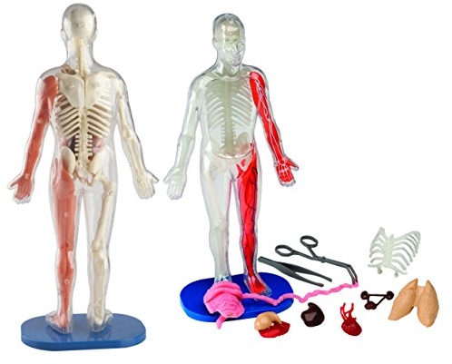 Purchase SmartLab Toys Squishy Human Body with 21 Removable Body Parts with Anatomy Book on Amazon.com