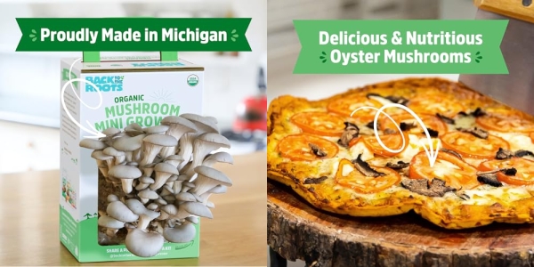 Purchase Back to the Roots Organic Mini Mushroom Grow Kit, Harvest Gourmet Oyster Mushrooms In 10 days on Amazon.com